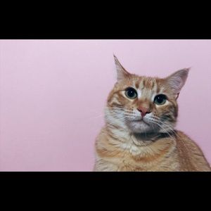 Meet your Posher, Isabella